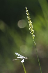 _S334103.jpg