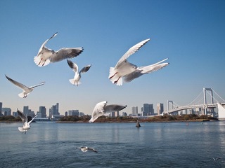 东京湾的海鸥