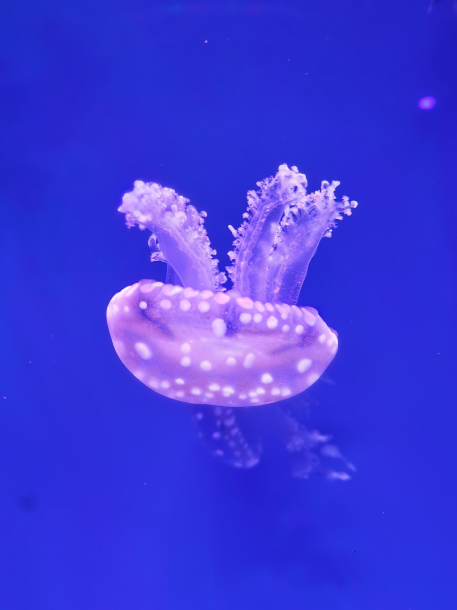 水母世界杭州长乔海洋馆