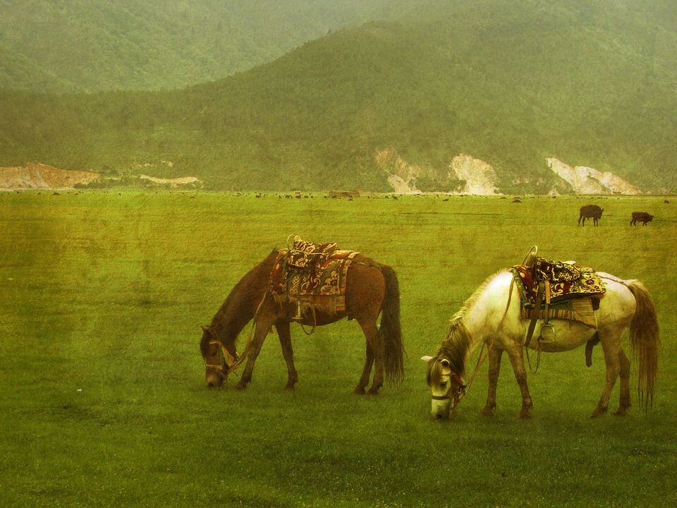 高原牧场<br />
高原牧场