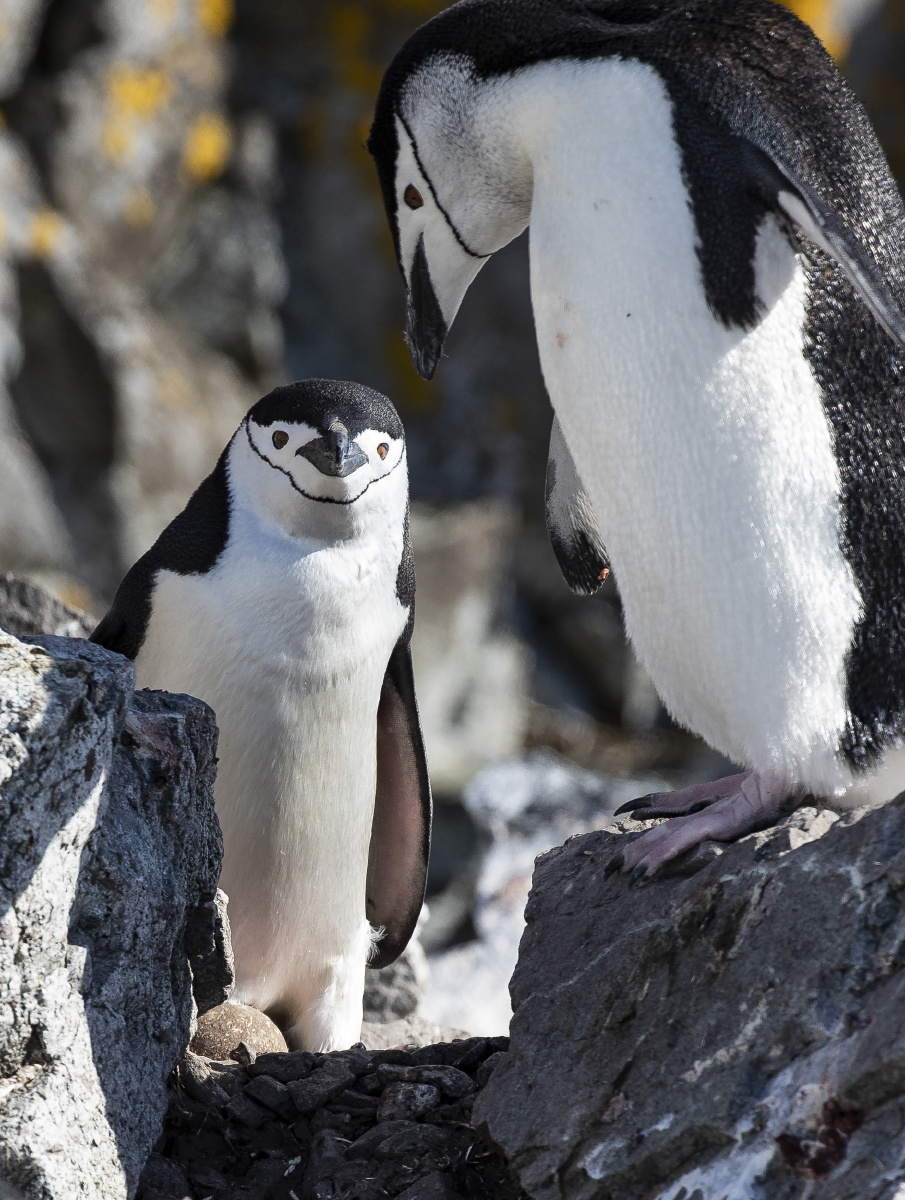 帽带企鹅爱的结晶南极
