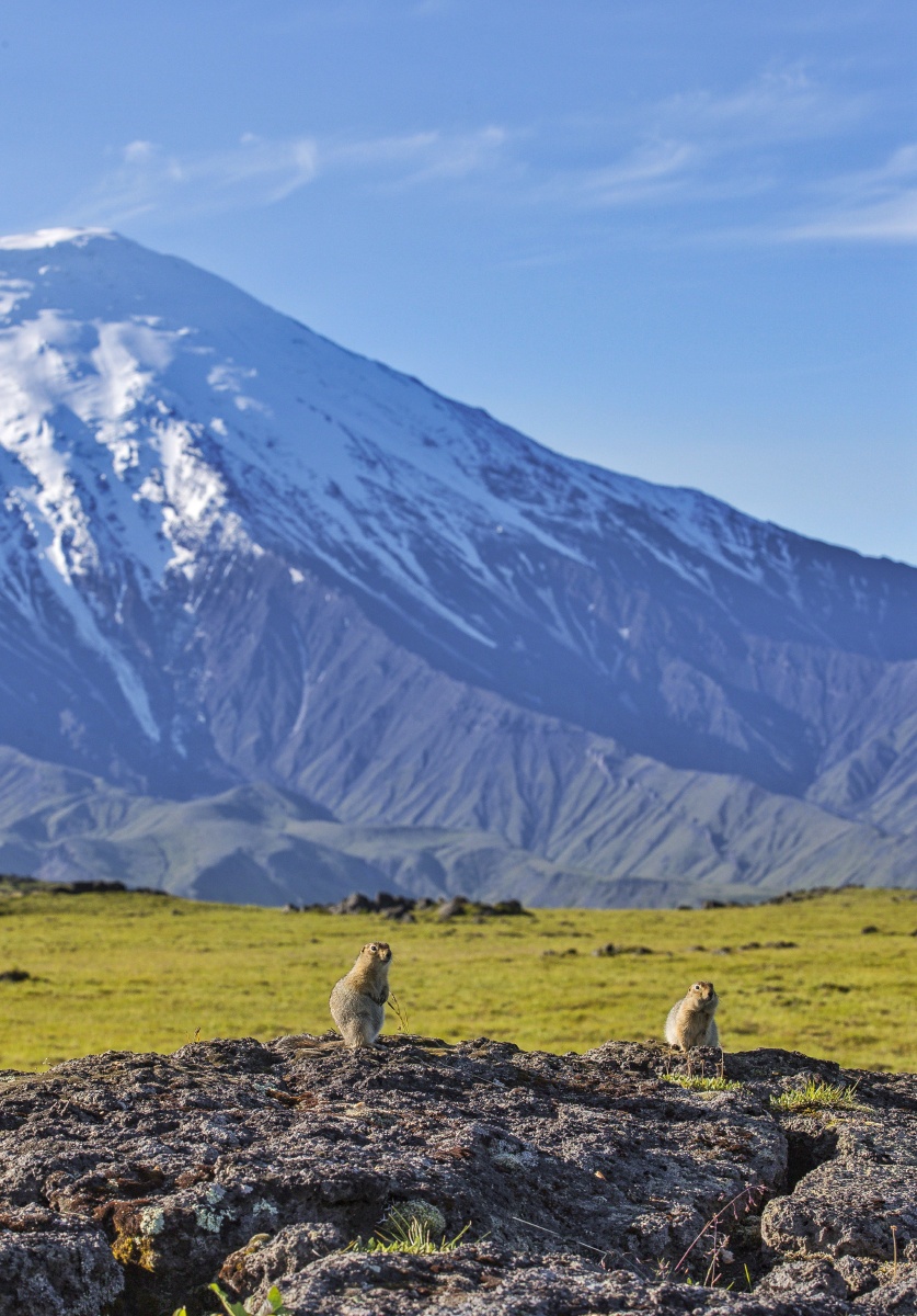 雪山精灵堪察加