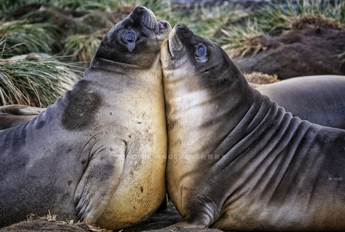 两只象海豹宝宝紧紧贴在一起逗乐,像足了一对连体婴儿,分不开