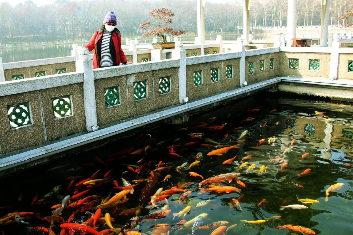 【东湖碧潭观鱼】 - laoxiao摄 - 图虫