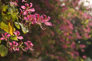 IMG_7874.JPG