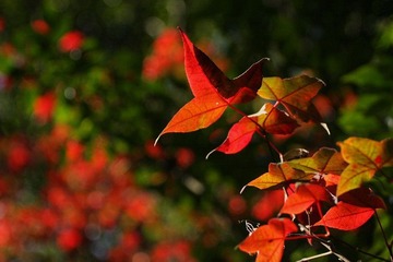 IMG_8157-2.jpg