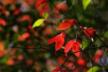 IMG_8158.jpg