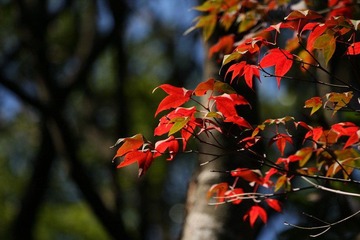 IMG_8162.JPG