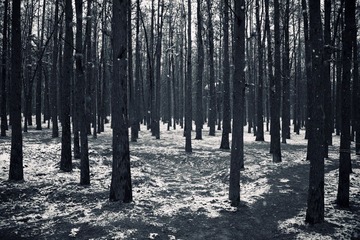 摄影者的森林公园14