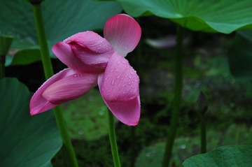 荷