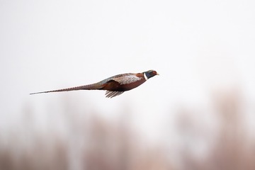 AC7C0009-60F2-44B9-B5CA-D41B5E0325D1/L0/001
