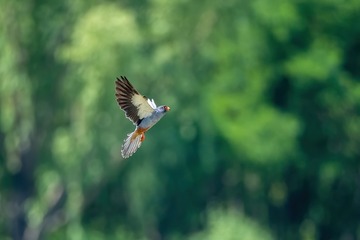 E913068D-C137-45A9-92D7-0A340310C1FC/L0/001