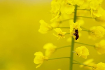 蜜蜂