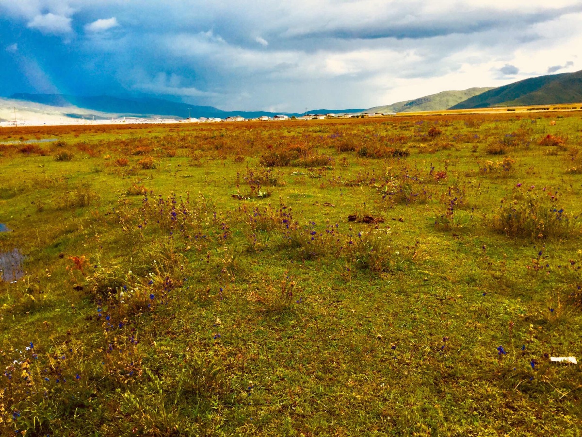 美丽的香格里拉大草原