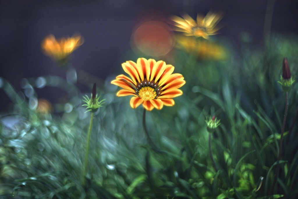 花花世界