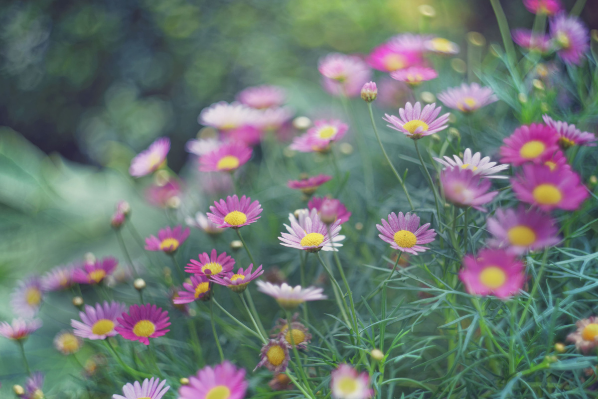 严寒过了，小花也苏醒了…<br />
