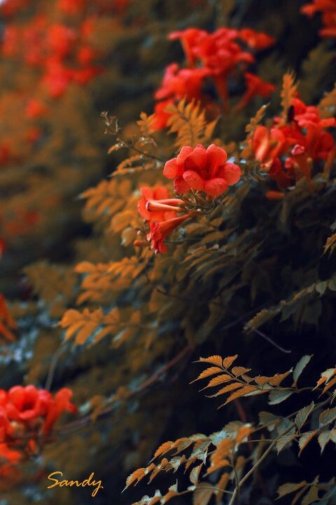 开封城墙下<br />
开封城墙下的花和爬墙虎。。恩没错。。我重口味了
