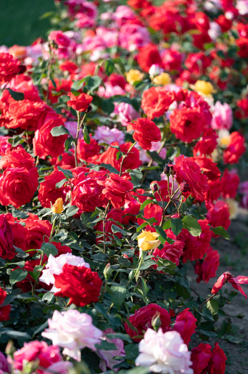 夕阳逆光下的月季花田丨颐和园
