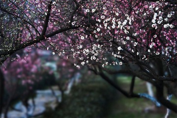 “_DSC0481”为智能对象-1.jpg
