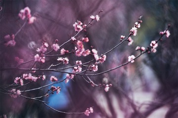 “_DSC0453”为智能对象-1.jpg