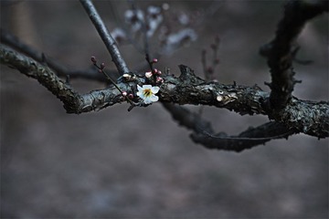 “_DSC0458”为智能对象-1.jpg