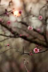 “_DSC0493”为智能对象-1.jpg
