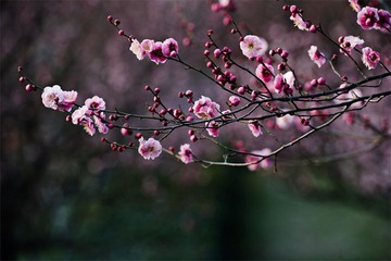 “_DSC0507”为智能对象-1.jpg