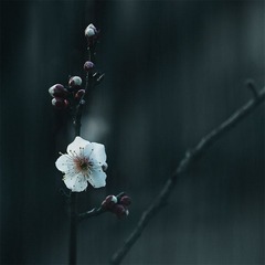 “_DSC0503”为智能对象-1.jpg