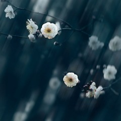 “_DSC0509”为智能对象-2.jpg