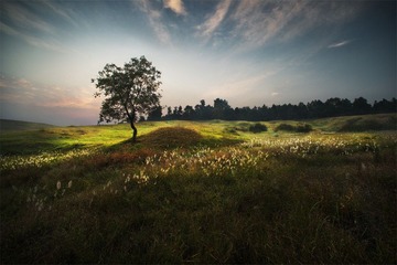 “_DSC8196”大柳-1.jpg