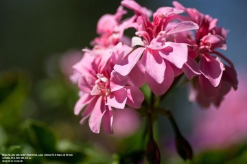 春花1