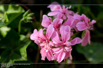 春花3