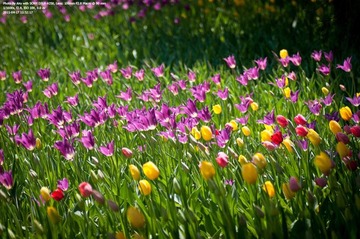 繁花