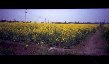 油菜花