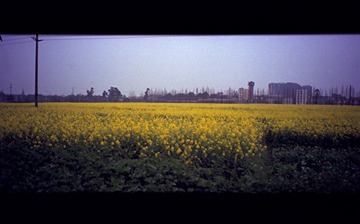 油菜花