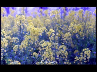 油菜花