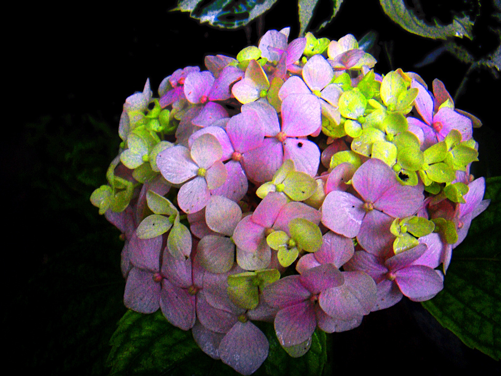 彩色绣球花-八宝花