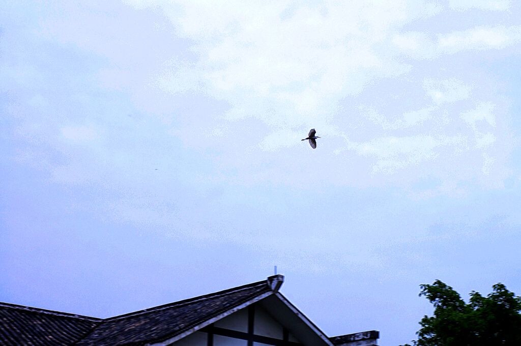 飞越房顶的白鹭鸶