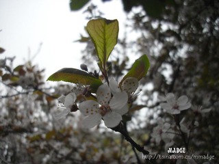 桃花？