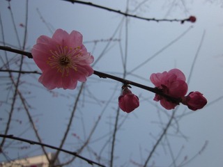 早春