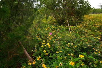 草地护栏