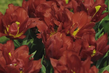 漂亮的花朵
