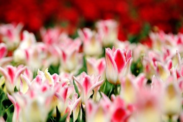 漂亮花朵