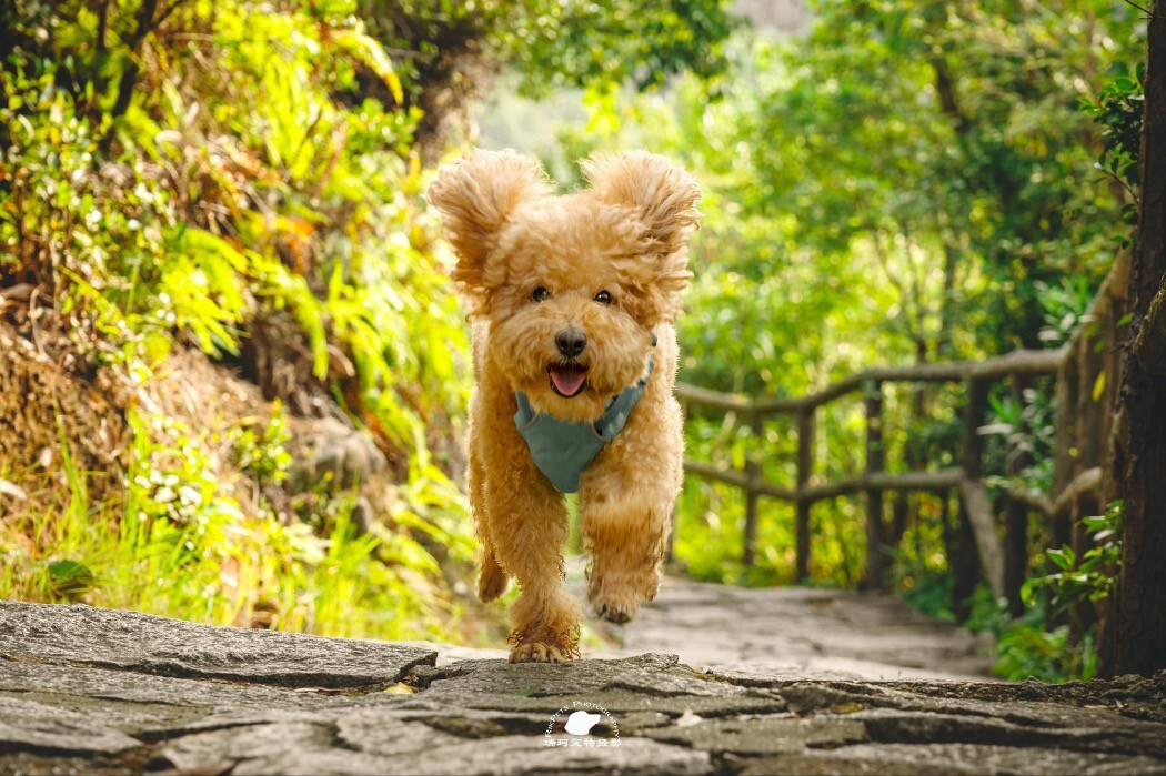 10岁高龄,还有脑炎,帮happy和happy妈妈完成一次带狗旅行。一点也看不出生病了呢。