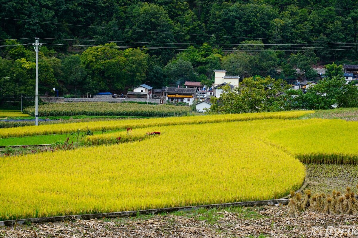 丰收 美丽稻田