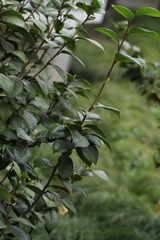 植物