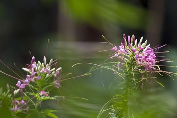 小花