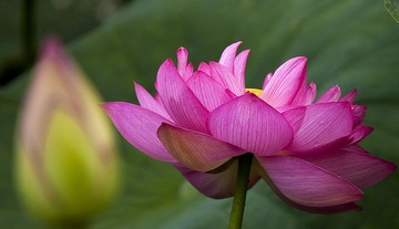 遥望