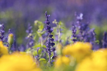 IMG_6321.jpg