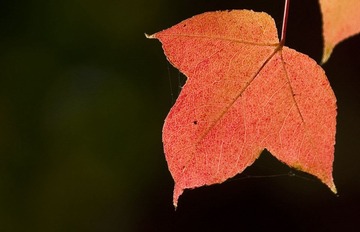 IMG_8194.jpg